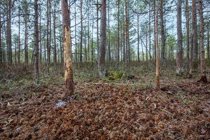 Suur-kirjurähni sepikoda