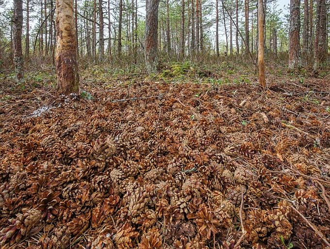 Suur-kirjurähni sepikoda