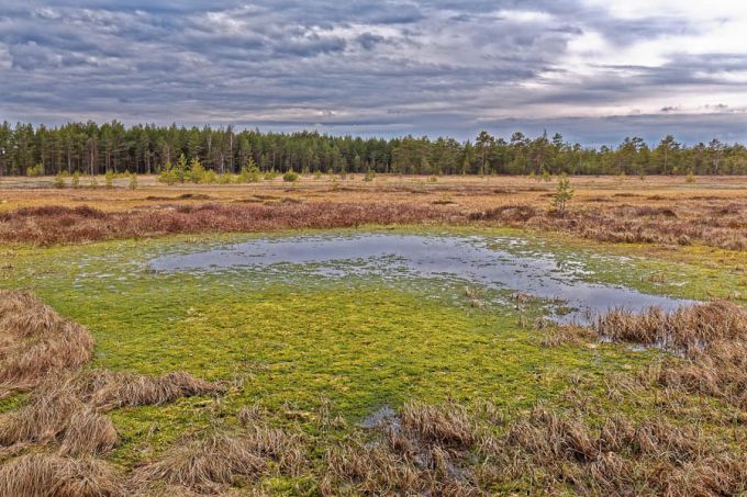 Älves. Ohepalu Järvesoo