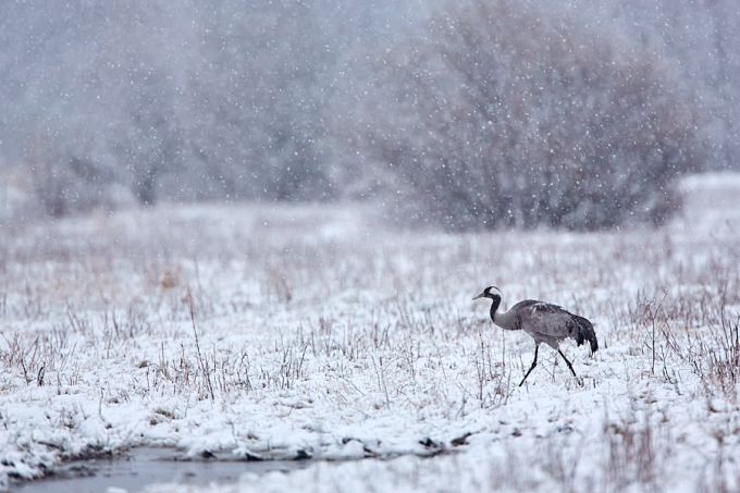 Lõotalv. Sookurg lumel