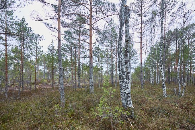 Tutt-tihase elupaik