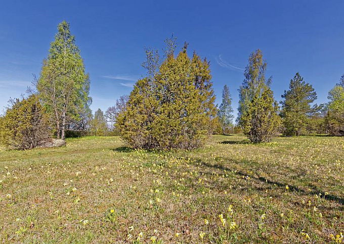 Salevere Salumägi. Matsalu