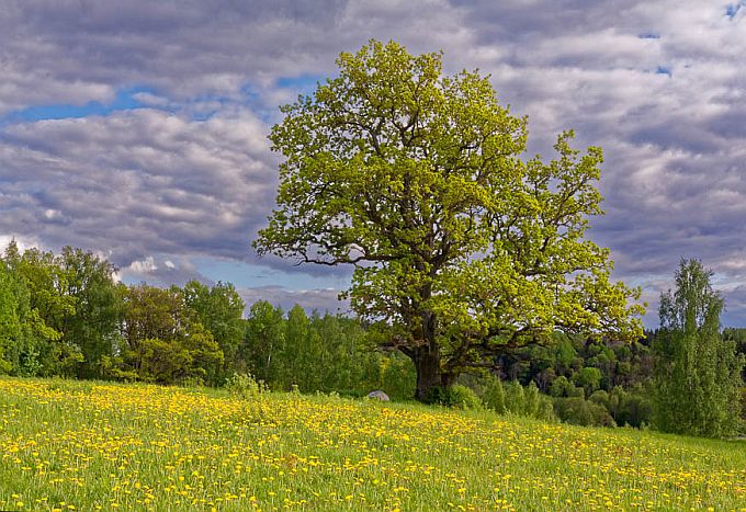 Trepimäe tamm. Otepää kõrgustik