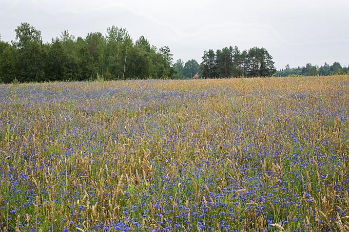 Rukkililled nisupõllul