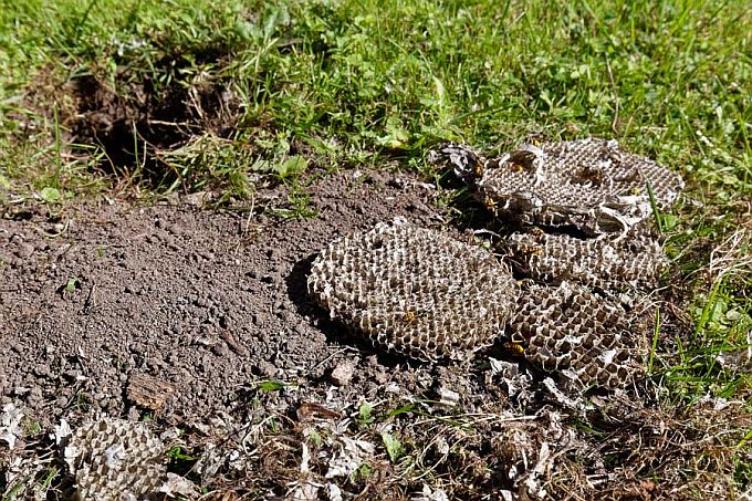 Herilaseviu poolt välja kaevatud herilaskärjed