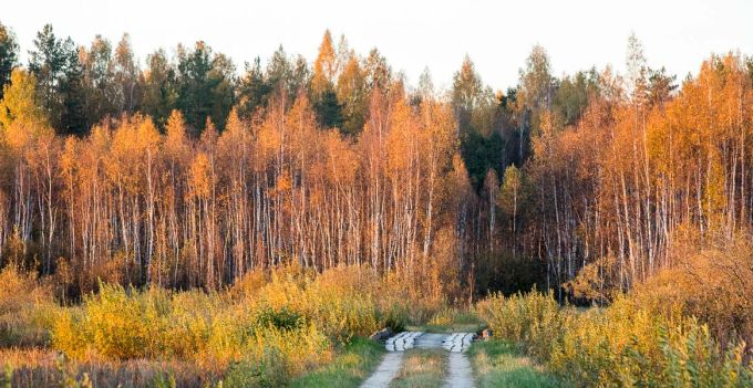 Apnassaar. Emajõe Suursoo