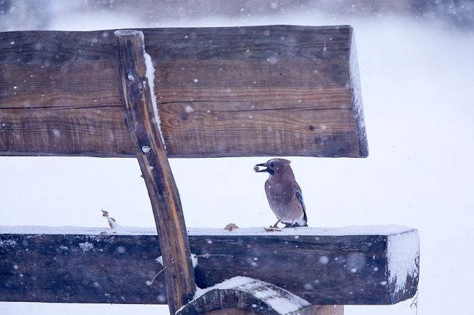 Pasknäär tõruga