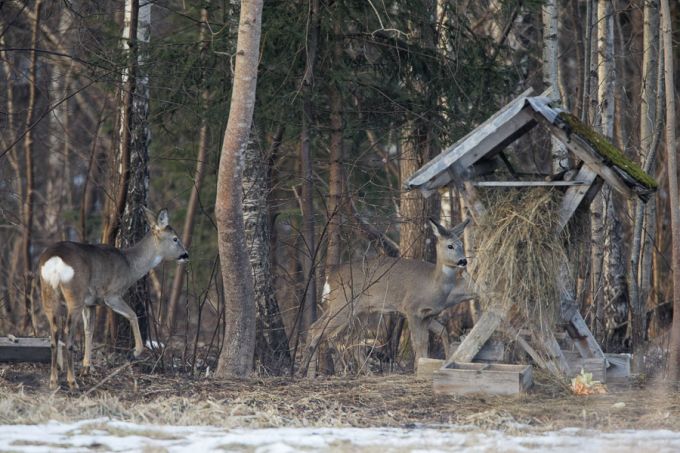 Metskitsede söödasõim