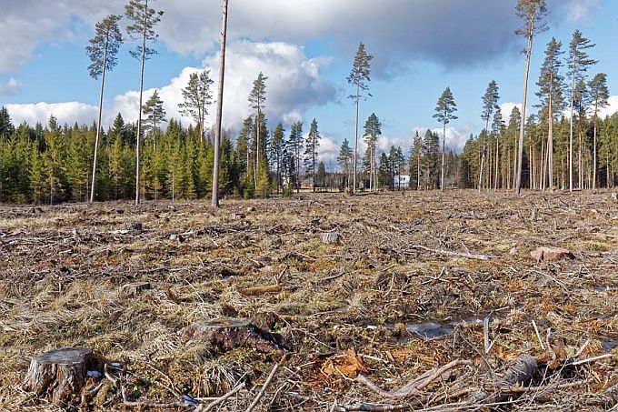 Lageraiega hävib õrn metsataimestik
