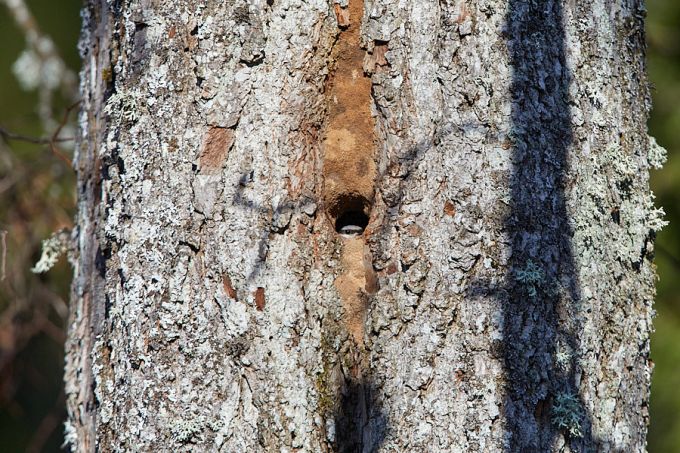 Puukoristaja pesaõõnsus pärast kinnimüürimist