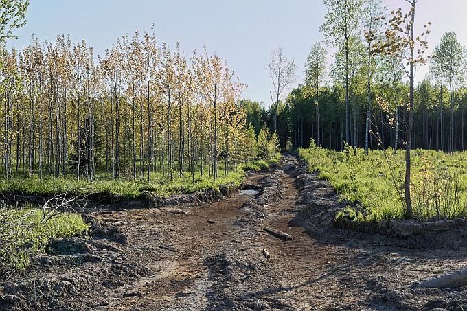 Metsa väljaveo tee 