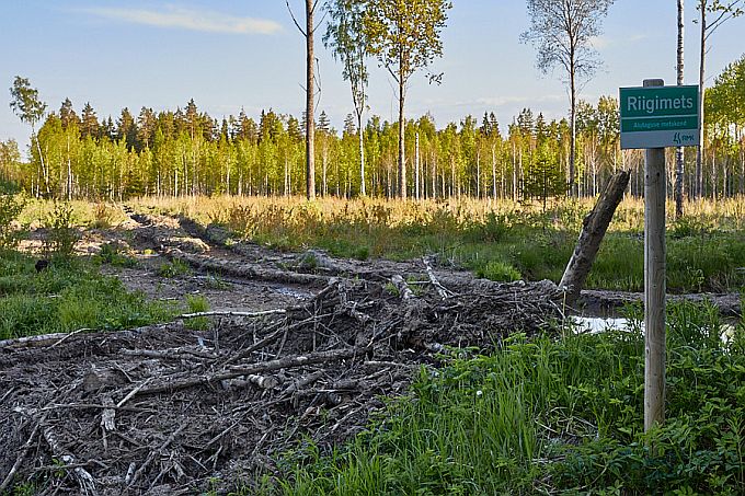 Metsa väljaveo tee