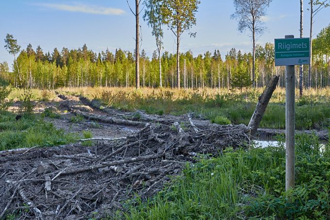 Metsa väljaveo tee