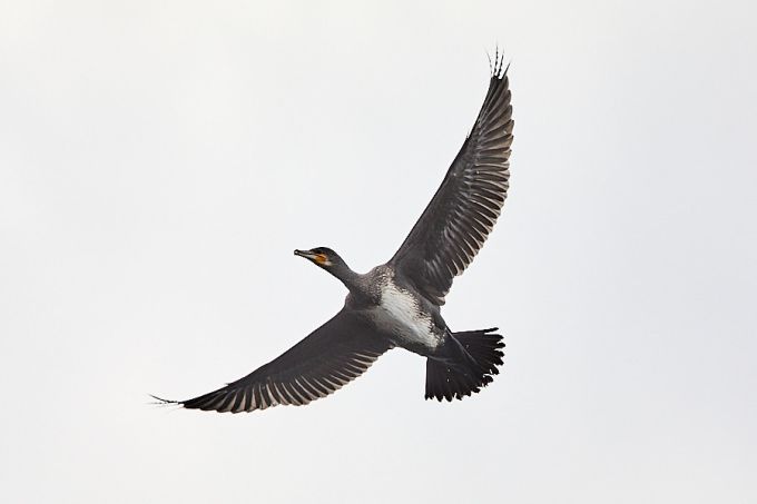 Kormoran