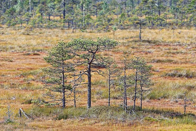 Rabamännid 