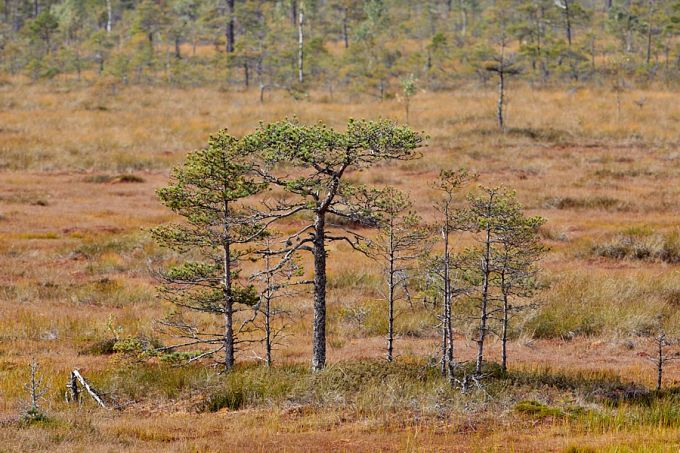 Rabamännid 