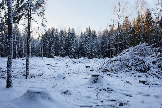 Lageraie. Apteekrimäe mets Otepääl