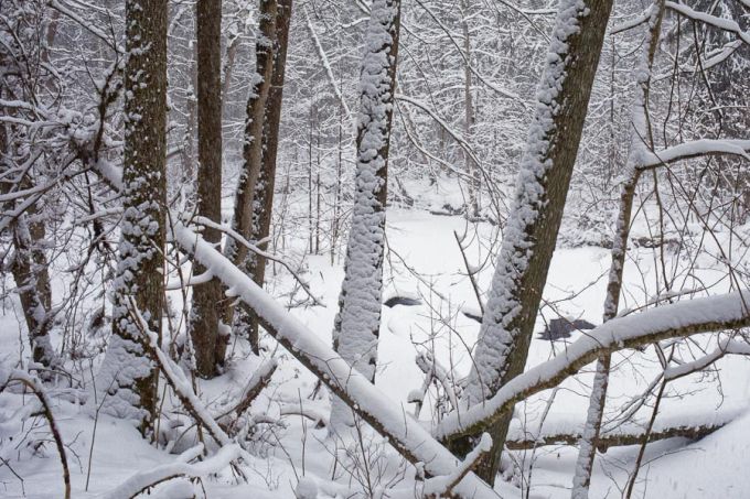 Poruni põlismets