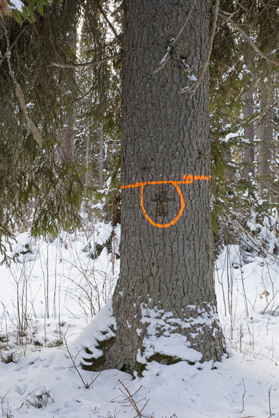 Oranži värviga märgistatud ristikuusk Koorastes