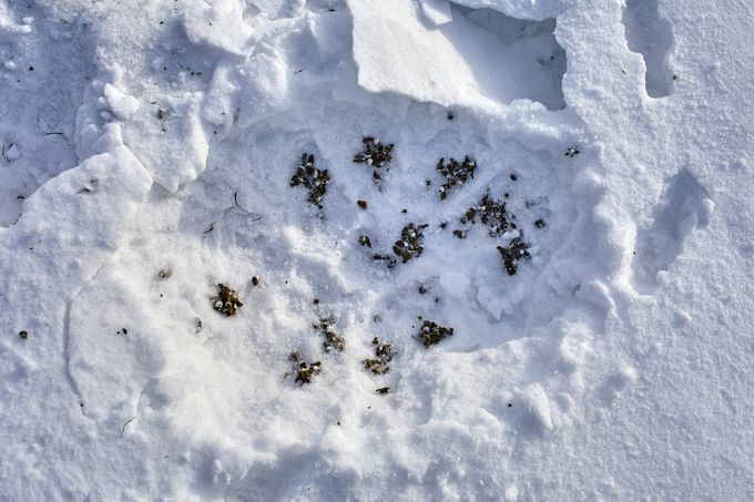 Nurmkanade ööbimispesa