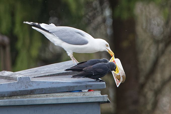 Siin on miskit söödavat!