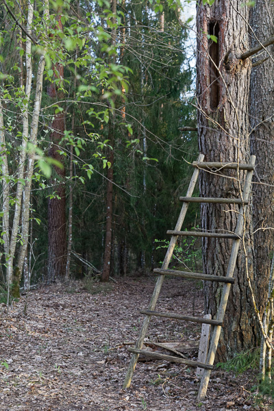 Tarupettäi Ähijärve külas (2018)
