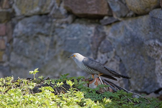 Kägu 