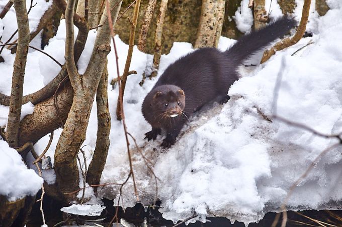 Mink 
