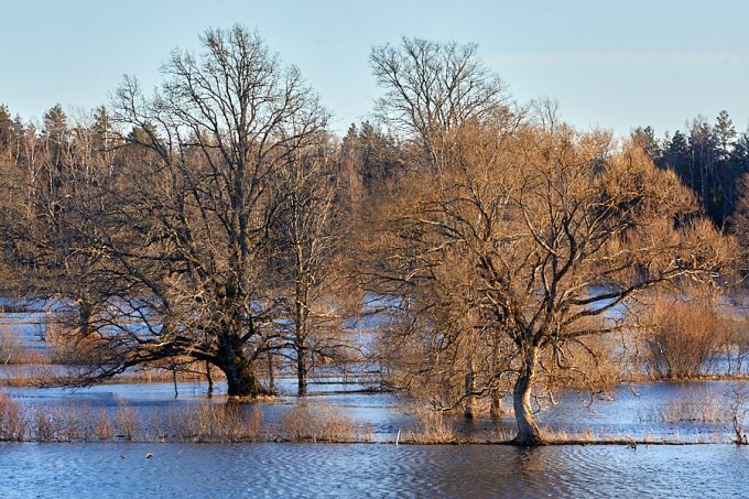 Üleujutus Tõramaa puisniidul. Soomaa