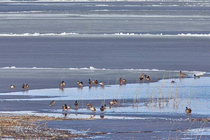 Sinikaelad. Võrtsjärv