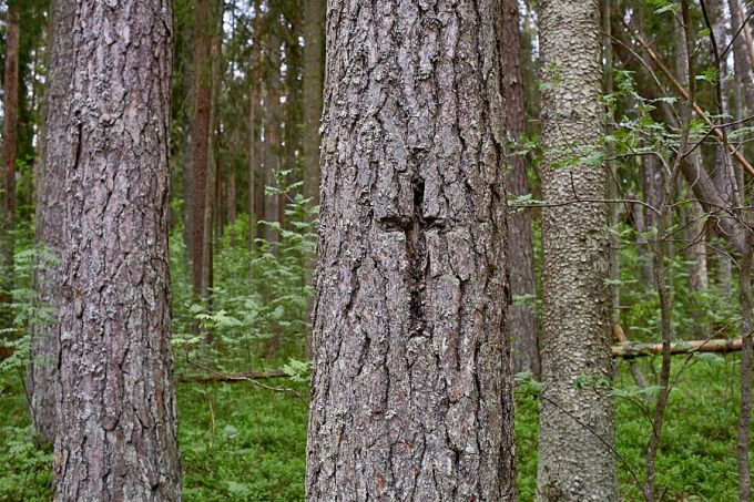 Kurista palo ristimänd 
