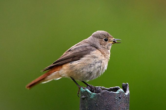 Lepalind