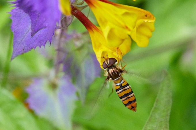 Sirelane, Episyrphus balteatus  