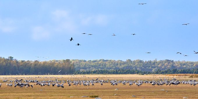 Sookured Põgari rannaniidul. Matsalu