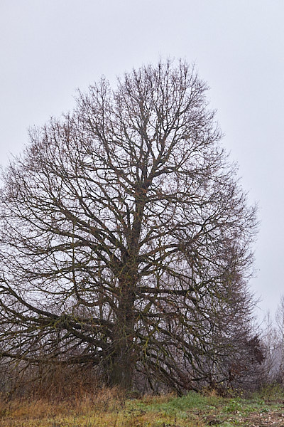 Pärn