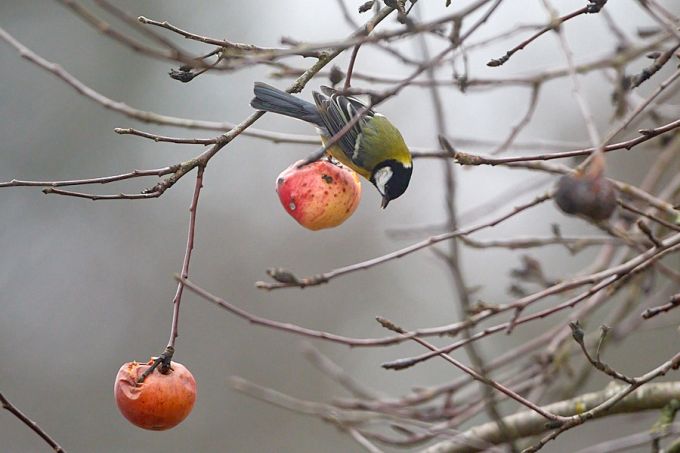 Rasvatihane nokib õuna