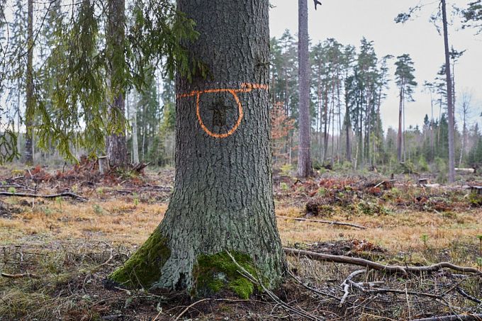 Ristikuusk Koorastes 