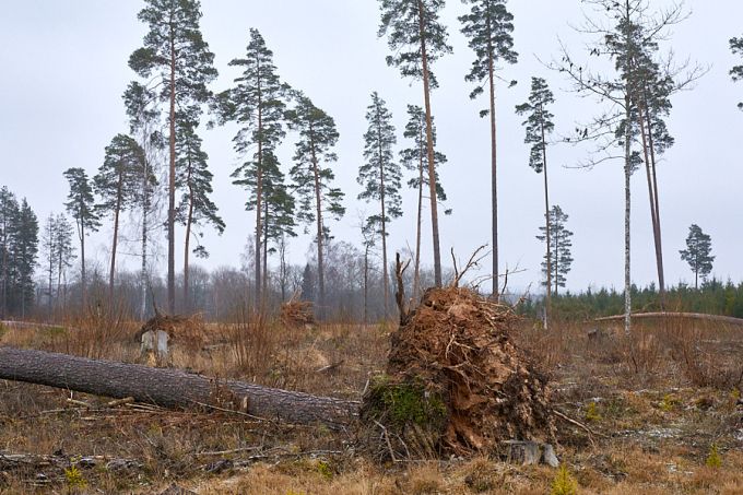 Tulimäe hiie lahkumine 