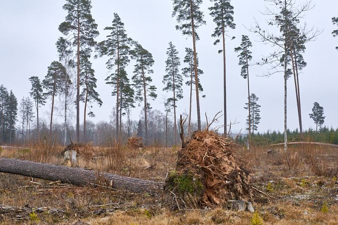 Tulimäe hiie lahkumine