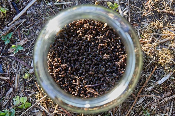 Kogumispurk feromooniga püütud üraskitega