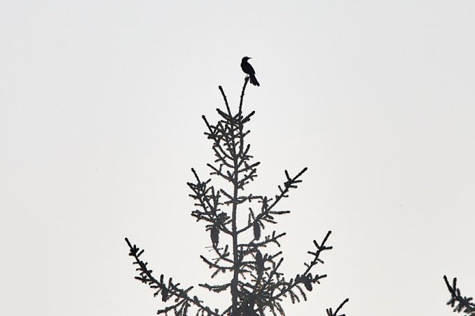 Musträstas lauluoksal 