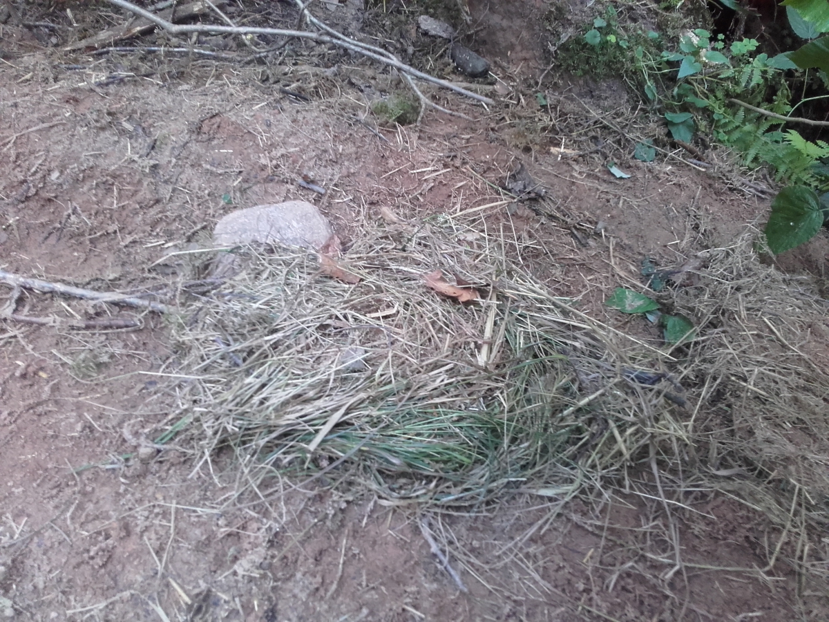 mägra heinakuhil