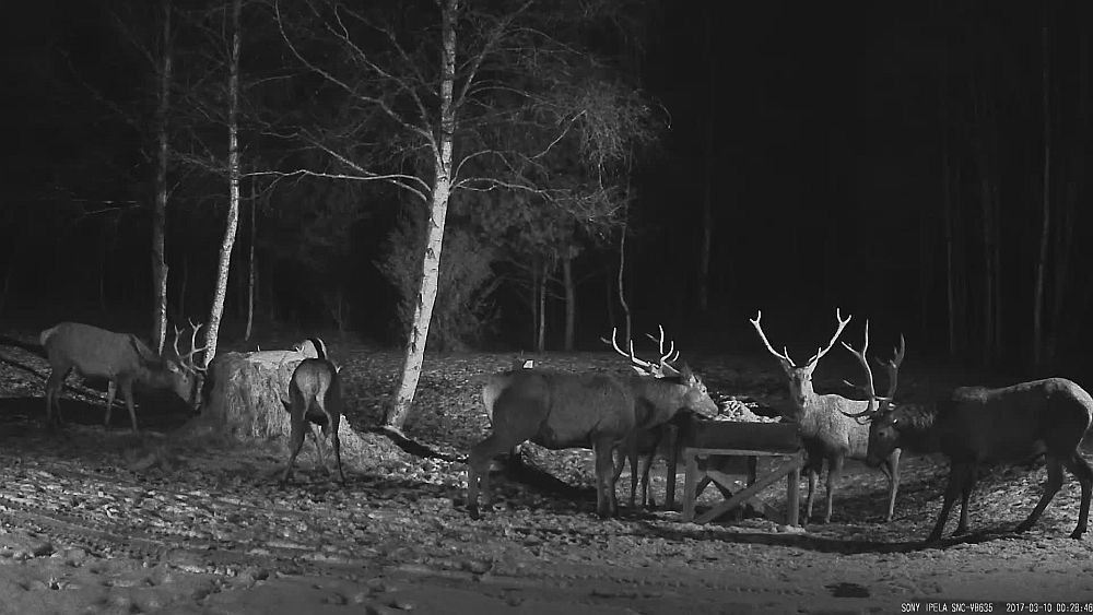 Esiplaanil näeme vana isaslooma juba ilma sarvedeta