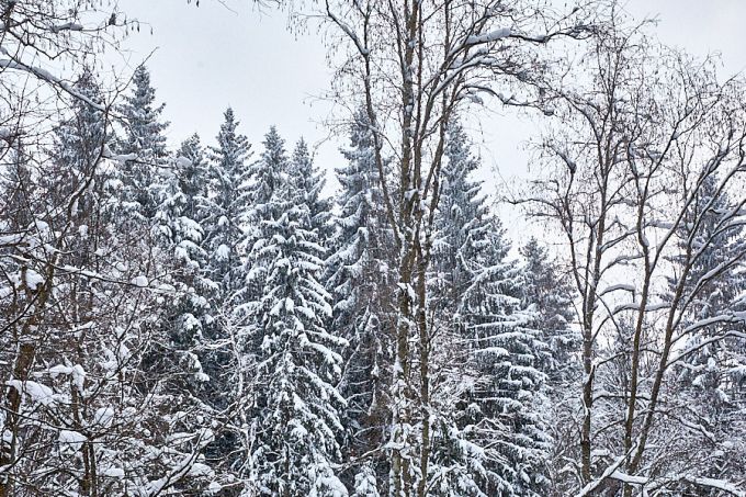 Lumi kuusekedel