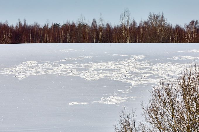 Halljäneste toitumisjäljed rapsipõllul