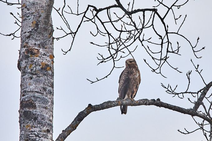 Väike-konnakotkas