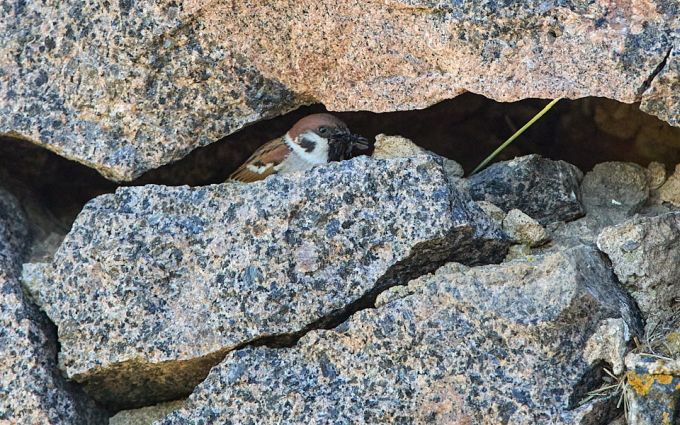 Põldvarblane pesatühemikus 