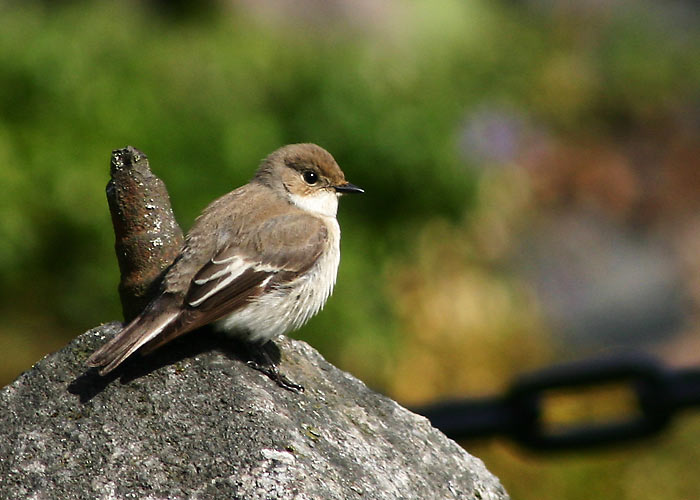 Must-kärbsenäpp, emaslind / foto: Uku Paal