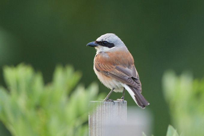 Punaselg-õgija