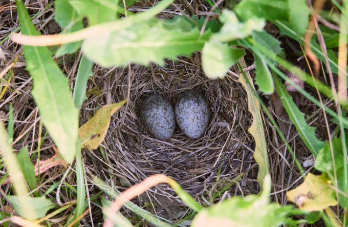Põldlõokese pesa (heinakõrred ajutiselt eemale lükatud)